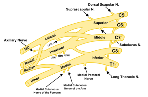 Brachial Plexus Palsy